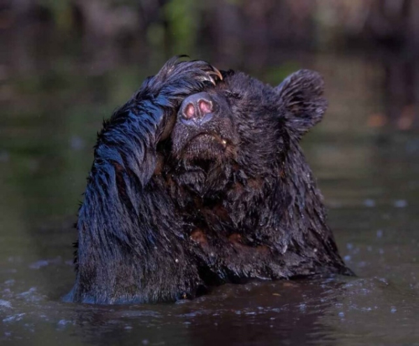 Минута отдыха Приятные снимки разных забавных и милых животных Животные 