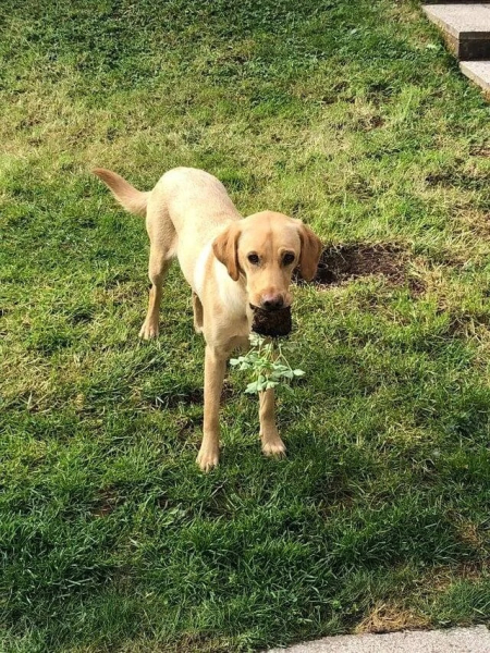 Минута отдыха Невозмутимая дерзость домашних животных, показывающих, кто главный Животные 