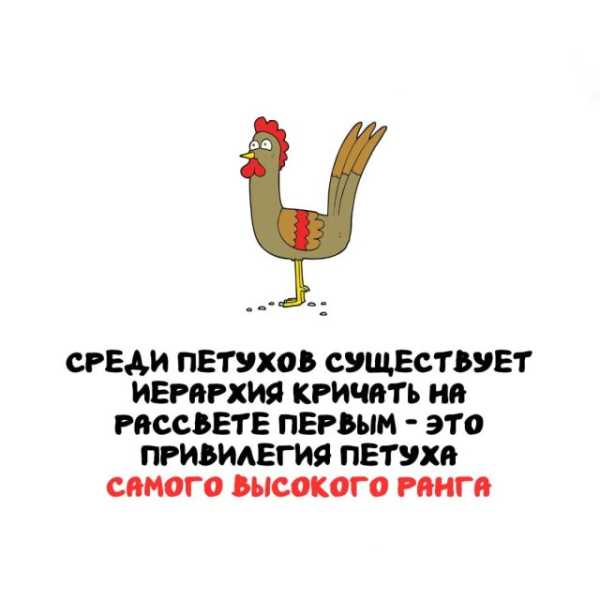 Минута отдыха Интересные короткие факты на все случаи жизни Интересное 