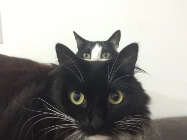 Минута отдыха Смешные «фотобомбы», где питомцы случайно украли весь кадр Животные 