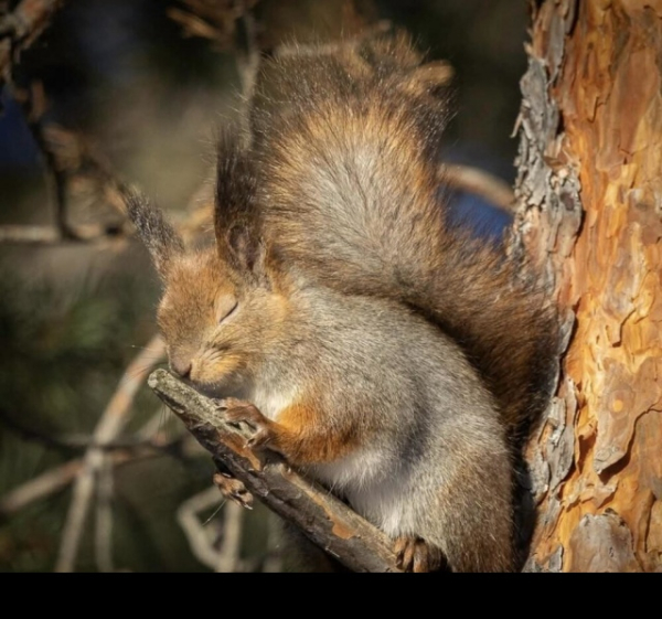 Минута отдыха Приятные снимки разных забавных и милых животных Животные 