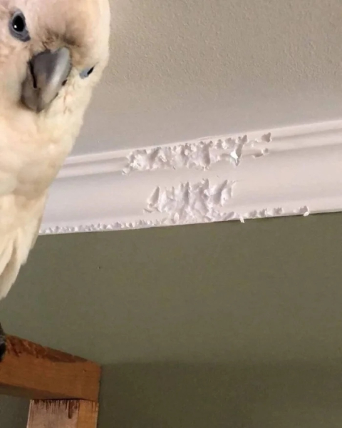 Минута отдыха Невозмутимая дерзость домашних животных, показывающих, кто главный Животные 