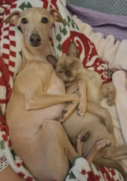 Минута отдыха Забавные способности котиков, которые живут по своим правилам Животные Минута отдыха Забавные способности котиков, которые живут по своим правилам Животные