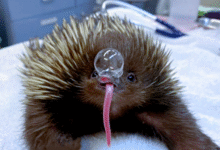 Минута отдыха Для чего ехидна пускает из носа пузыри? Интересное 