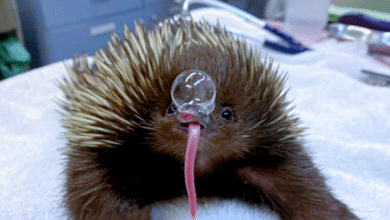 Минута отдыха Для чего ехидна пускает из носа пузыри? Интересное 