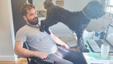 Минута отдыха Невозмутимая дерзость домашних животных, показывающих, кто главный Животные 