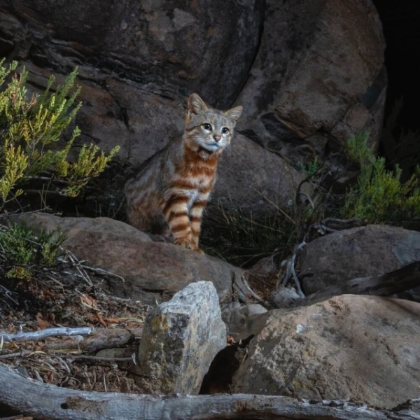 Минута отдыха Приятные снимки разных забавных и милых животных Животные 