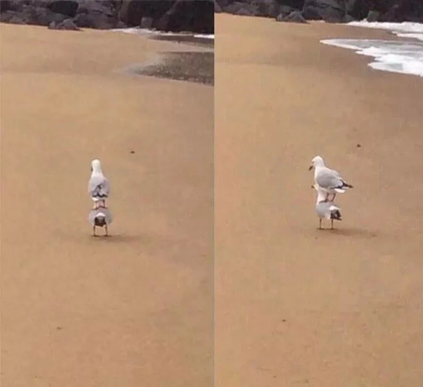 Минута отдыха Невозмутимая дерзость домашних животных, показывающих, кто главный Животные 