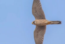 Минута отдыха Как птицам удается неподвижно зависать в воздухе? Интересное 