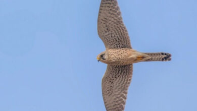 Минута отдыха Как птицам удается неподвижно зависать в воздухе? Интересное 