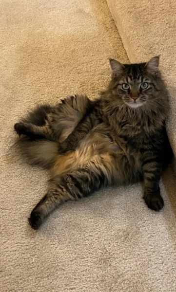 Минута отдыха Забавные способности котиков, которые живут по своим правилам Животные Минута отдыха Забавные способности котиков, которые живут по своим правилам Животные