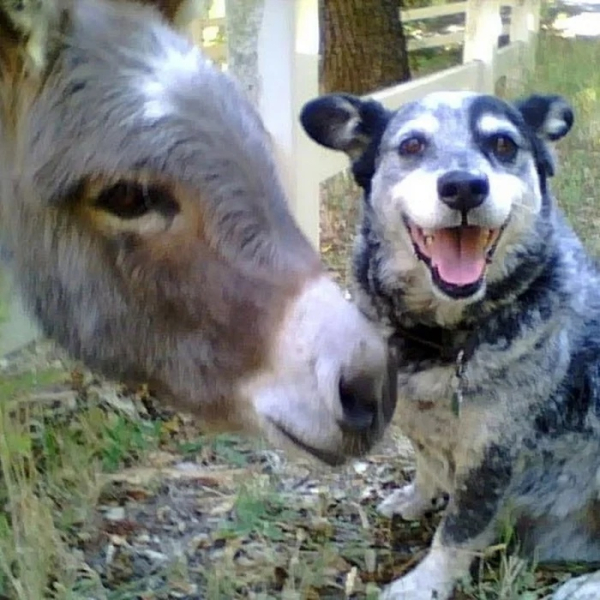 Минута отдыха Уморительные моменты, когда животные неожиданно становятся звездами комедии Животные 