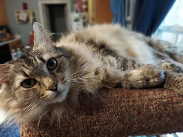 Минута отдыха Забавные способности котиков, которые живут по своим правилам Животные Минута отдыха Забавные способности котиков, которые живут по своим правилам Животные