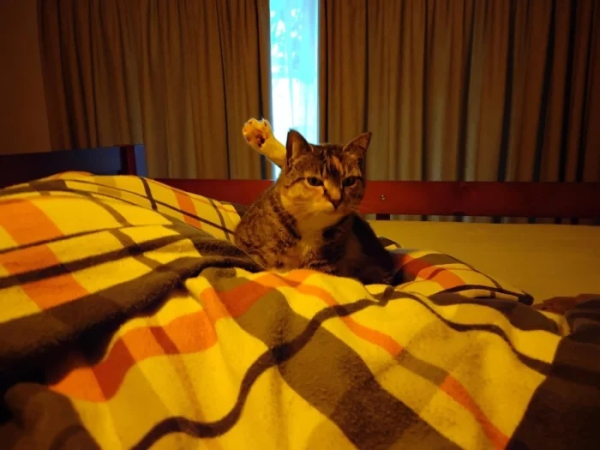 Минута отдыха Забавные способности котиков, которые живут по своим правилам Животные Минута отдыха Забавные способности котиков, которые живут по своим правилам Животные