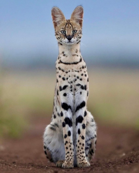 Минута отдыха Приятные снимки разных забавных и милых животных Животные 