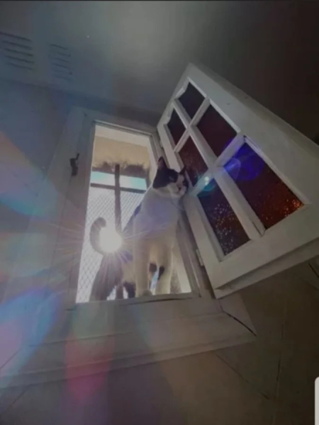 Минута отдыха Уморительные моменты, когда животные неожиданно становятся звездами комедии Животные 