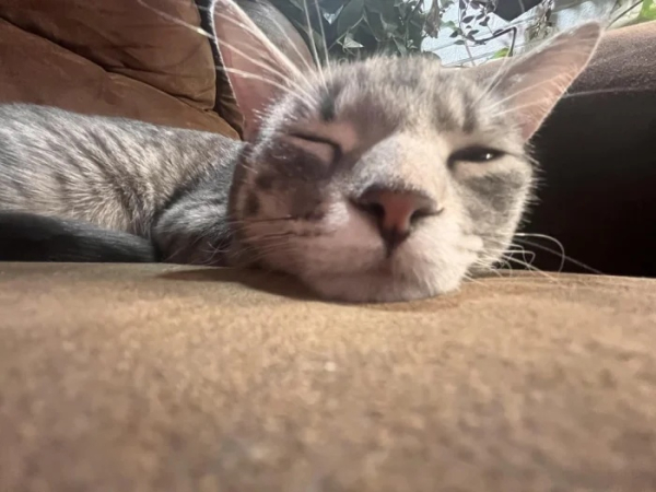 Минута отдыха Забавные способности котиков, которые живут по своим правилам Животные Минута отдыха Забавные способности котиков, которые живут по своим правилам Животные