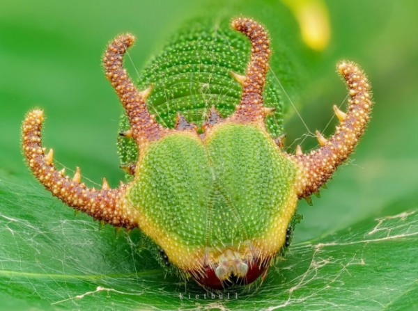 Минута отдыха Приятные снимки разных забавных и милых животных Животные 