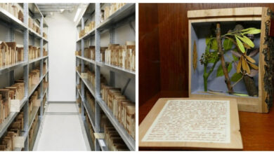 Минута отдыха Ксилотека - уникальное собрание деревянных книг Интересное 