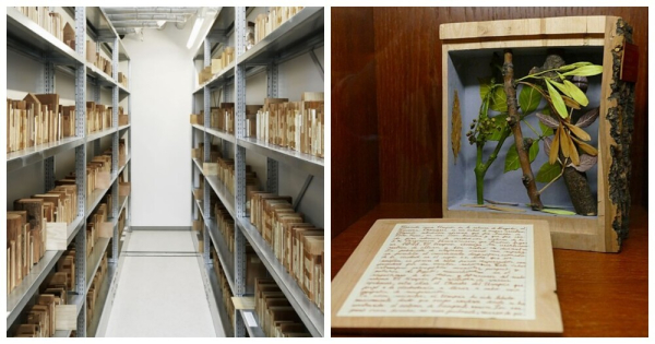 Минута отдыха Ксилотека - уникальное собрание деревянных книг Интересное Минута отдыха Ксилотека - уникальное собрание деревянных книг Интересное