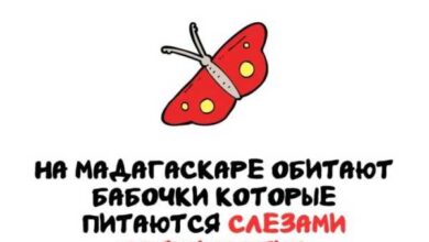 Минута отдыха Интересные короткие факты на все случаи жизни Интересное 