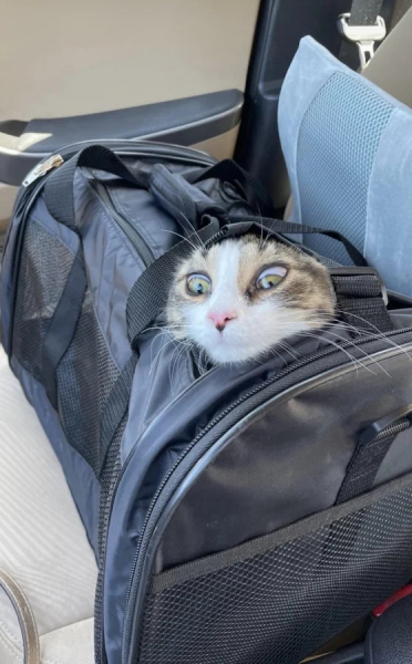 Минута отдыха Забавные способности котиков, которые живут по своим правилам Животные Минута отдыха Забавные способности котиков, которые живут по своим правилам Животные