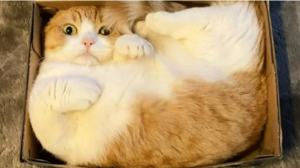 Минута отдыха Необычные и смешные сцены с котиками, которые будто сломали систему Животные 