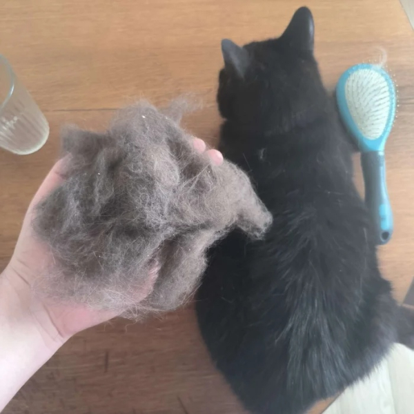 Минута отдыха Забавные способности котиков, которые живут по своим правилам Животные Минута отдыха Забавные способности котиков, которые живут по своим правилам Животные