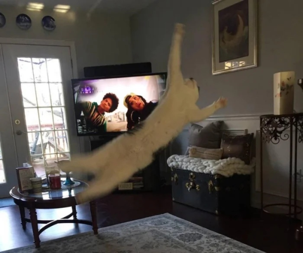 Минута отдыха Забавные способности котиков, которые живут по своим правилам Животные Минута отдыха Забавные способности котиков, которые живут по своим правилам Животные