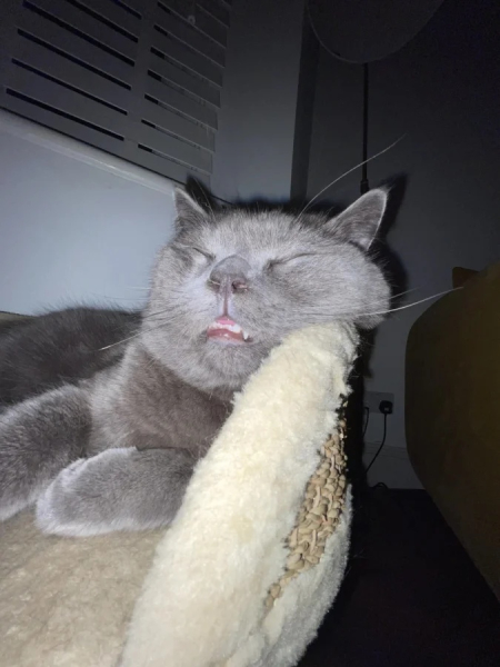 Минута отдыха Забавные способности котиков, которые живут по своим правилам Животные Минута отдыха Забавные способности котиков, которые живут по своим правилам Животные