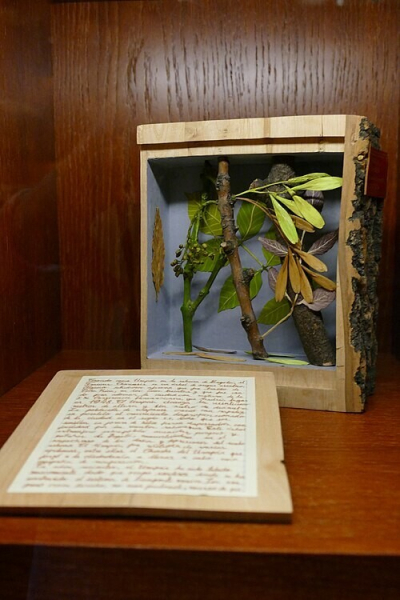 Минута отдыха Ксилотека - уникальное собрание деревянных книг Интересное Минута отдыха Ксилотека - уникальное собрание деревянных книг Интересное