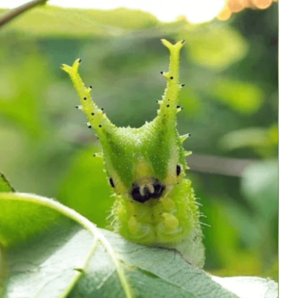 Минута отдыха Приятные снимки разных забавных и милых животных Животные 