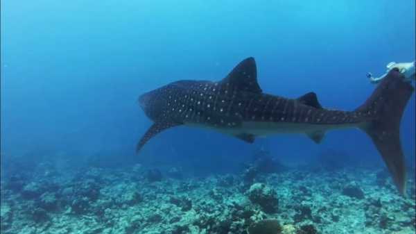 Минута отдыха Неожиданные факты, которые могут изменить ваше восприятие привычного Интересное 