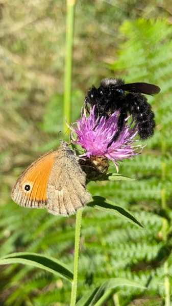 Минута отдыха Приятные снимки разных забавных и милых животных Животные 