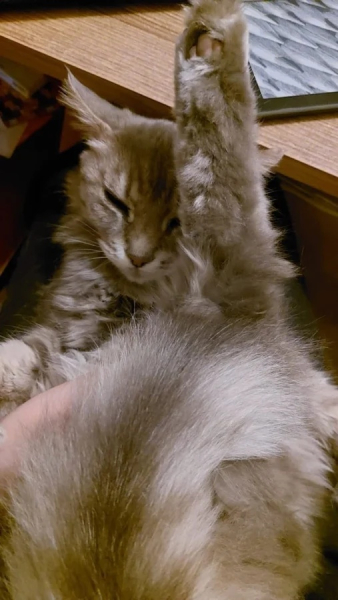 Минута отдыха Забавные способности котиков, которые живут по своим правилам Животные Минута отдыха Забавные способности котиков, которые живут по своим правилам Животные