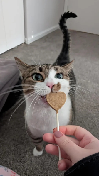 Минута отдыха Забавные способности котиков, которые живут по своим правилам Животные Минута отдыха Забавные способности котиков, которые живут по своим правилам Животные