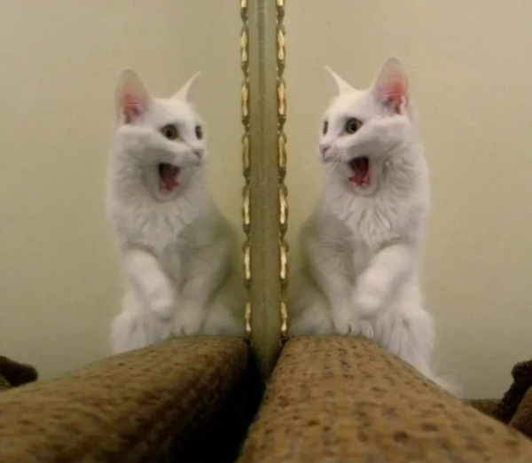 Минута отдыха Необычные и смешные сцены с котиками, которые будто сломали систему Животные 