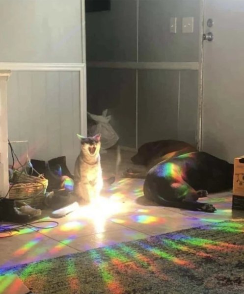 Минута отдыха Уморительные моменты, когда животные неожиданно становятся звездами комедии Животные 