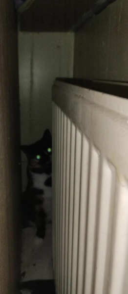 Минута отдыха Забавные способности котиков, которые живут по своим правилам Животные Минута отдыха Забавные способности котиков, которые живут по своим правилам Животные