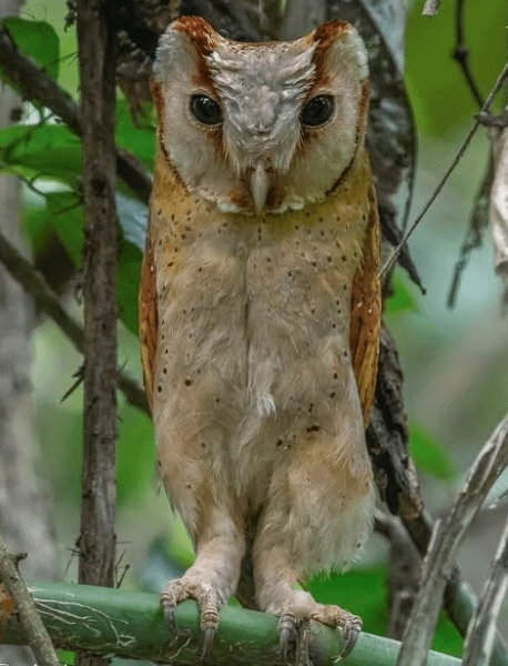 Минута отдыха Приятные снимки разных забавных и милых животных Животные 