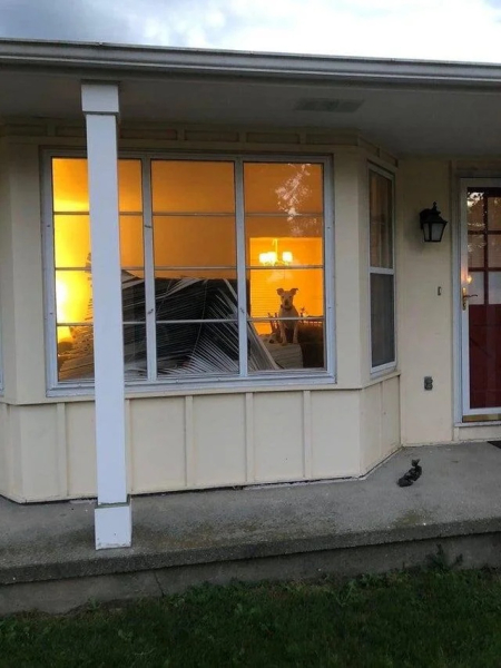 Минута отдыха Невозмутимая дерзость домашних животных, показывающих, кто главный Животные 