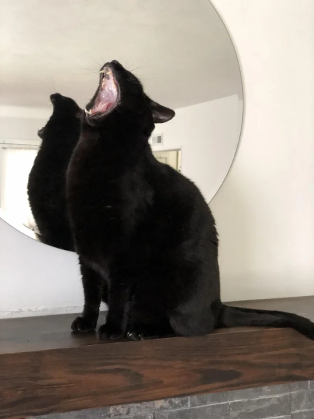 Минута отдыха Необычные и смешные сцены с котиками, которые будто сломали систему Животные 