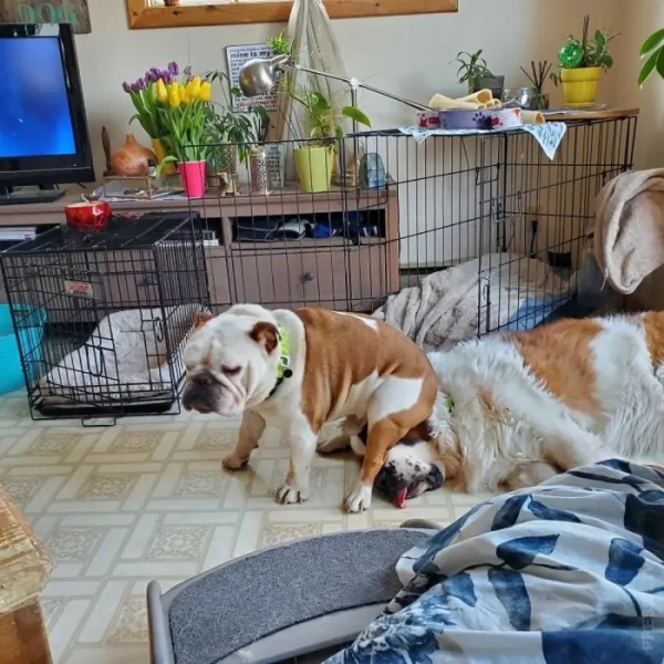 Минута отдыха Уморительные моменты, когда животные неожиданно становятся звездами комедии Животные 