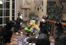 Минута отдыха Необычные и смешные сцены с котиками, которые будто сломали систему Животные 