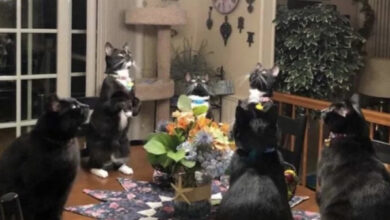 Минута отдыха Необычные и смешные сцены с котиками, которые будто сломали систему Животные 