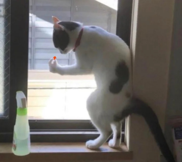 Минута отдыха Необычные и смешные сцены с котиками, которые будто сломали систему Животные 