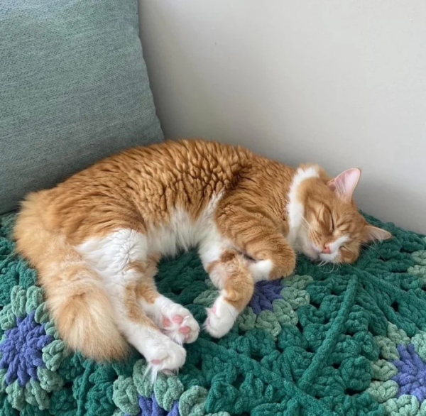 Минута отдыха Забавные способности котиков, которые живут по своим правилам Животные Минута отдыха Забавные способности котиков, которые живут по своим правилам Животные