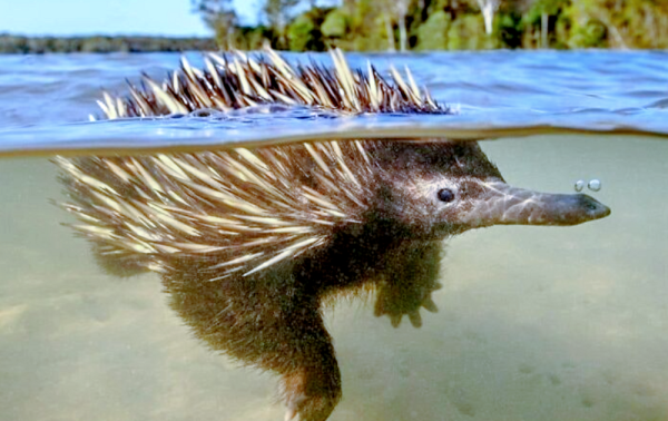 Минута отдыха Для чего ехидна пускает из носа пузыри? Интересное Минута отдыха Для чего ехидна пускает из носа пузыри? Интересное