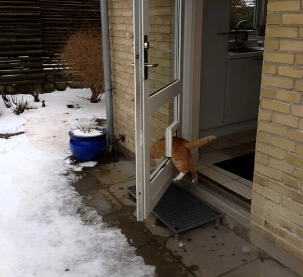 Минута отдыха Необычные и смешные сцены с котиками, которые будто сломали систему Животные 