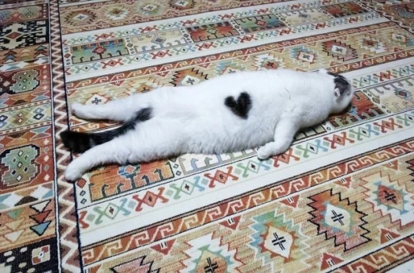 Минута отдыха Необычные и смешные сцены с котиками, которые будто сломали систему Животные 